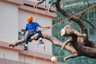 在香港，树木外科医生于九月使用电锯修剪树枝，并用绳索固定