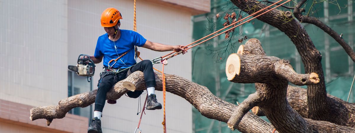 Tree surgeon on a branch with ropes, harness and chainsaw (stock image)