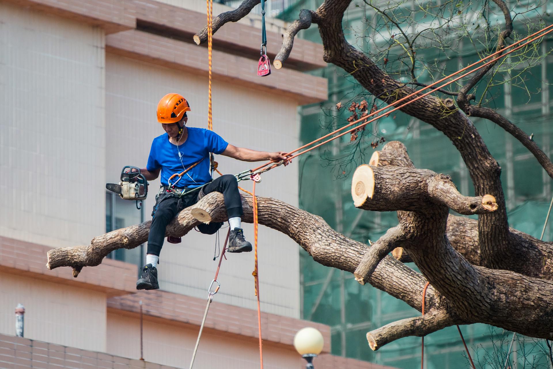 Homme en chemise bleue assis sur une branche d'arbre portant un harnais de sécurité tenant des cordes dans la main gauche et une tronçonneuse dans la droite