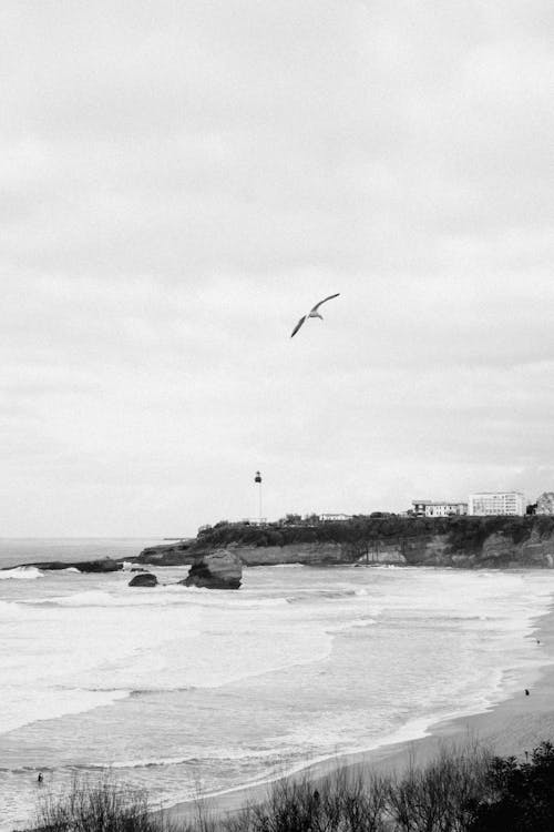 Black and white photo of a seagull flying over the ocean
