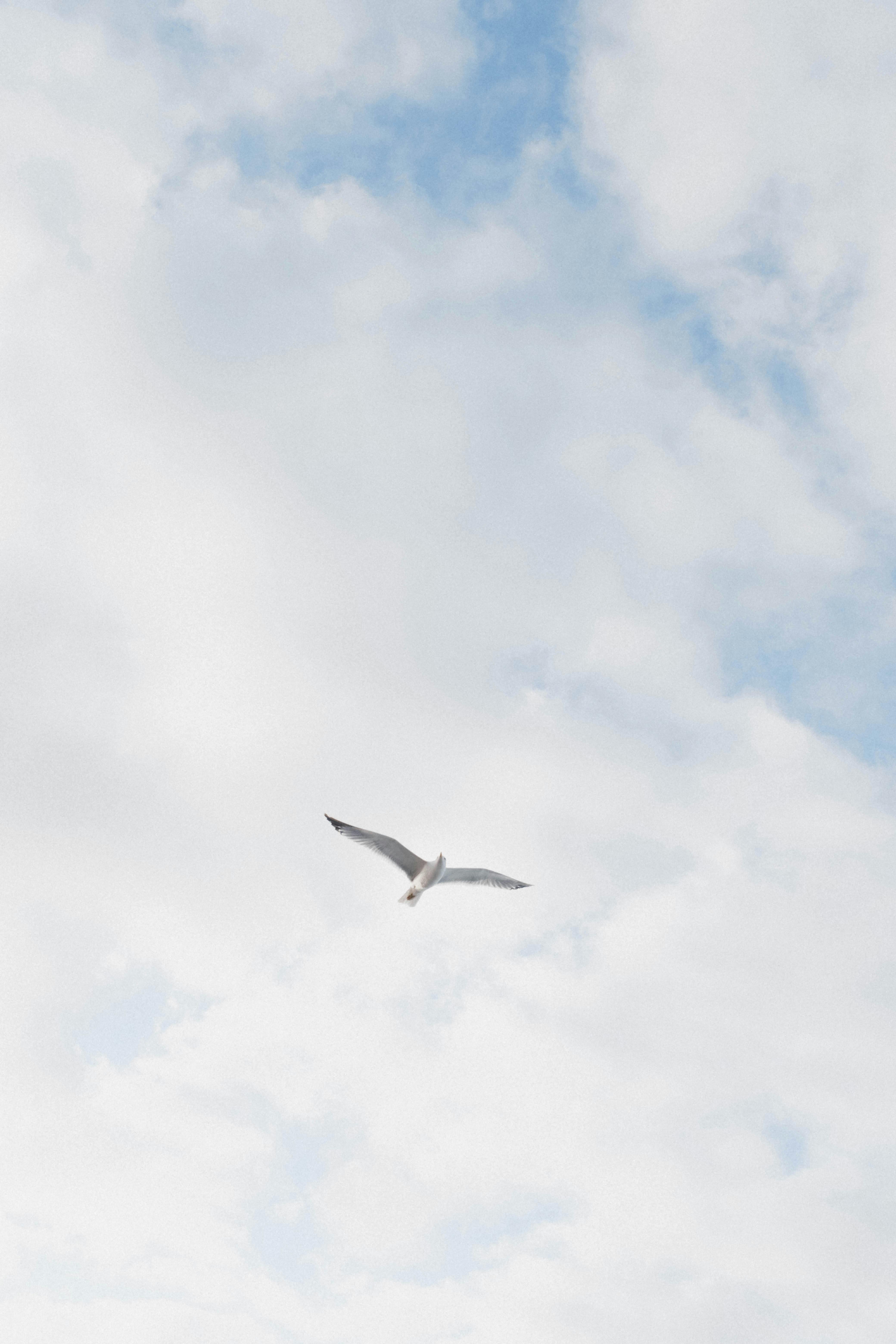 A majestic seagull soars through the cloudy sky in Biarritz, France, showcasing the freedom of wildlife.