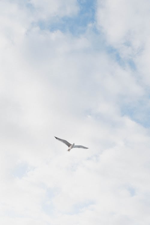 A seagull flying in the sky with a cloudy sky