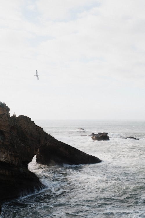 A bird flying over the ocean near a cliff