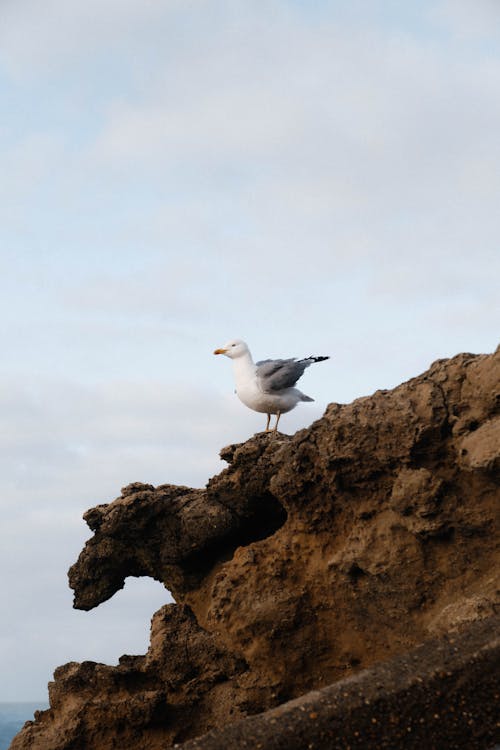 A seagull is perched on a rock