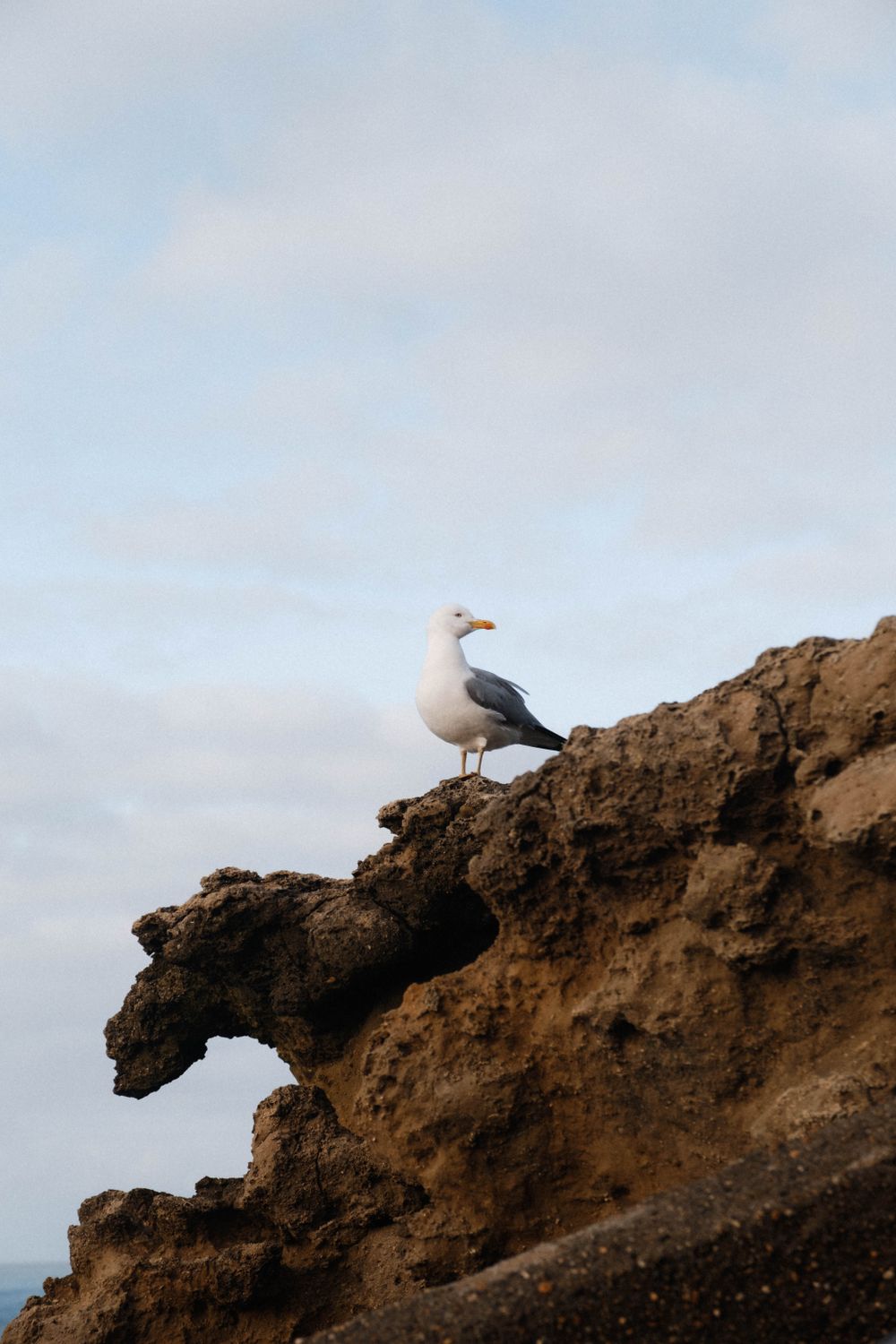 A seabird standing on a rugged coastal cliff against an open sky — photo by Mathias Reding on Pexels