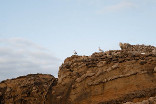 A couple of birds sitting on top of a rock