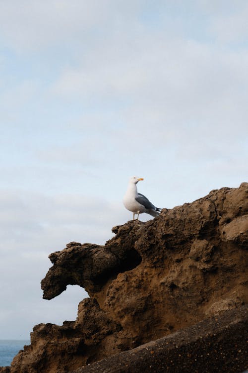 A seagull is perched on a rock near the ocean