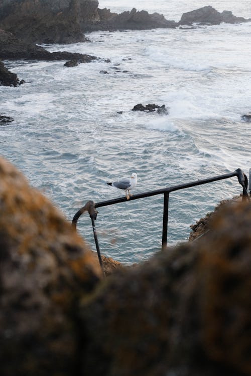 A seagull is perched on a railing overlooking the ocean