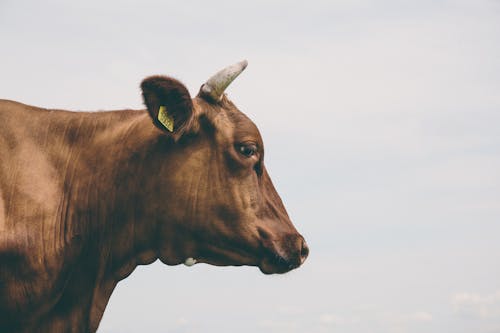 Free Brown Cow Side View in Low Angle Photography Stock Photo