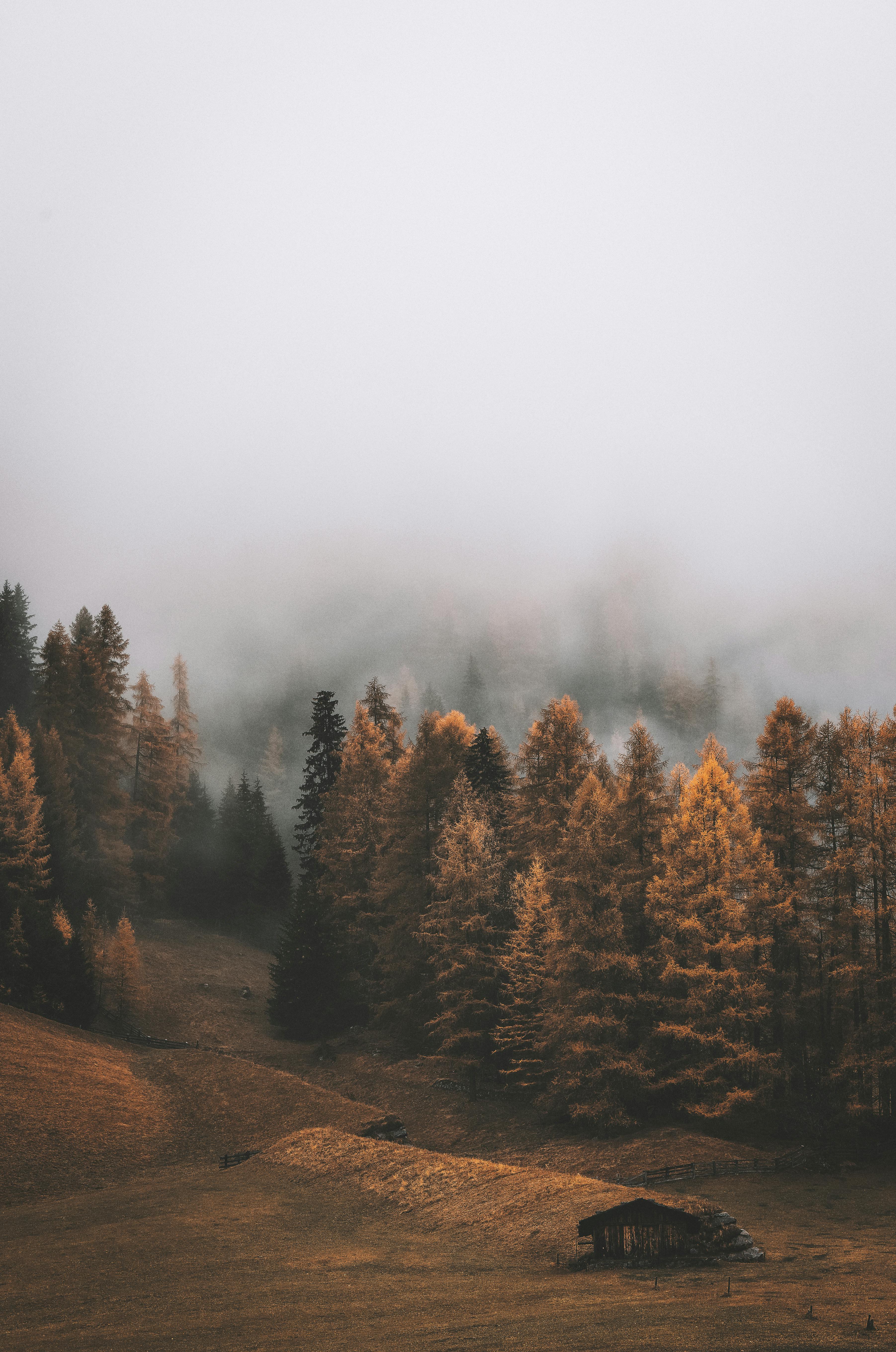 Autumn forest aesthetic HD wallpapers  Pxfuel