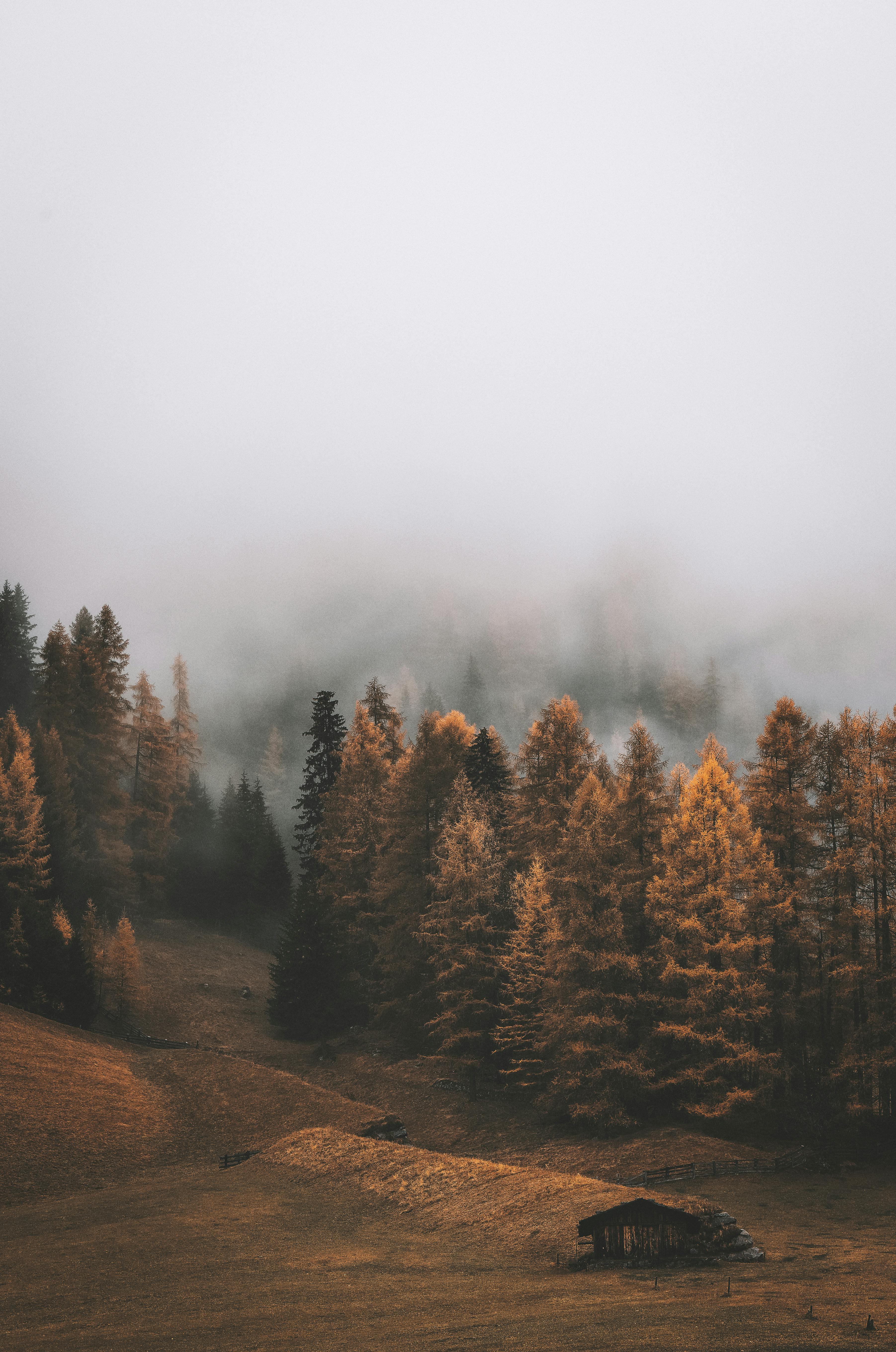 32 Breathtaking Forest Wallpaper for your Desktop | Naldz Graphics