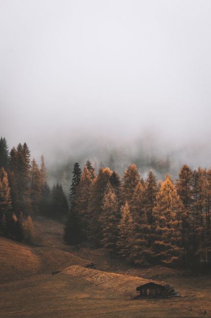 Serene autumn forest landscape with fog enveloping colorful trees and a small cabin in the distance.