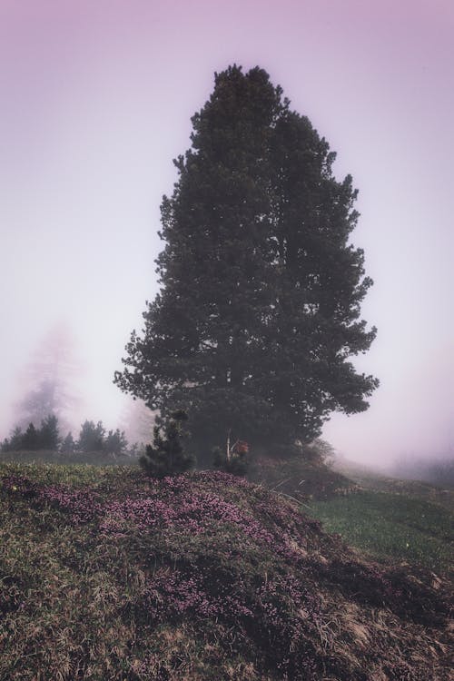 Arbres Verts Dans Les Environs Brumeux