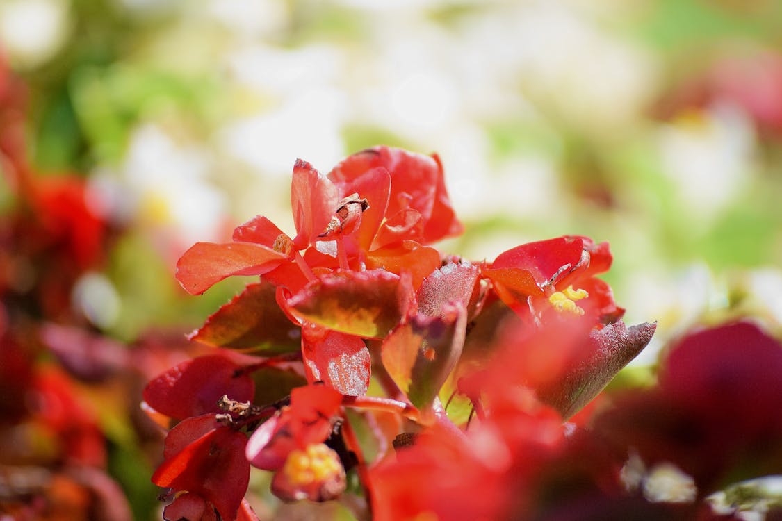 Free stock photo of red flowers