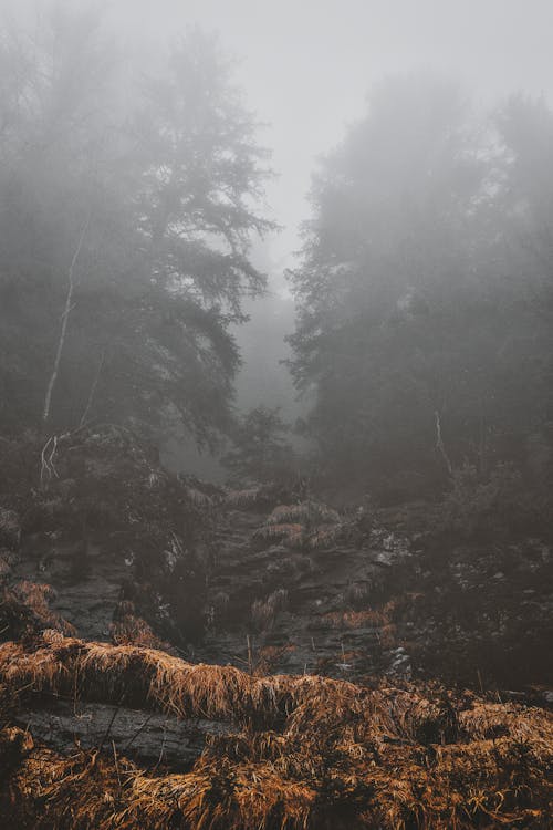 Kostnadsfri bild av 4k tapeter, berg, dimma