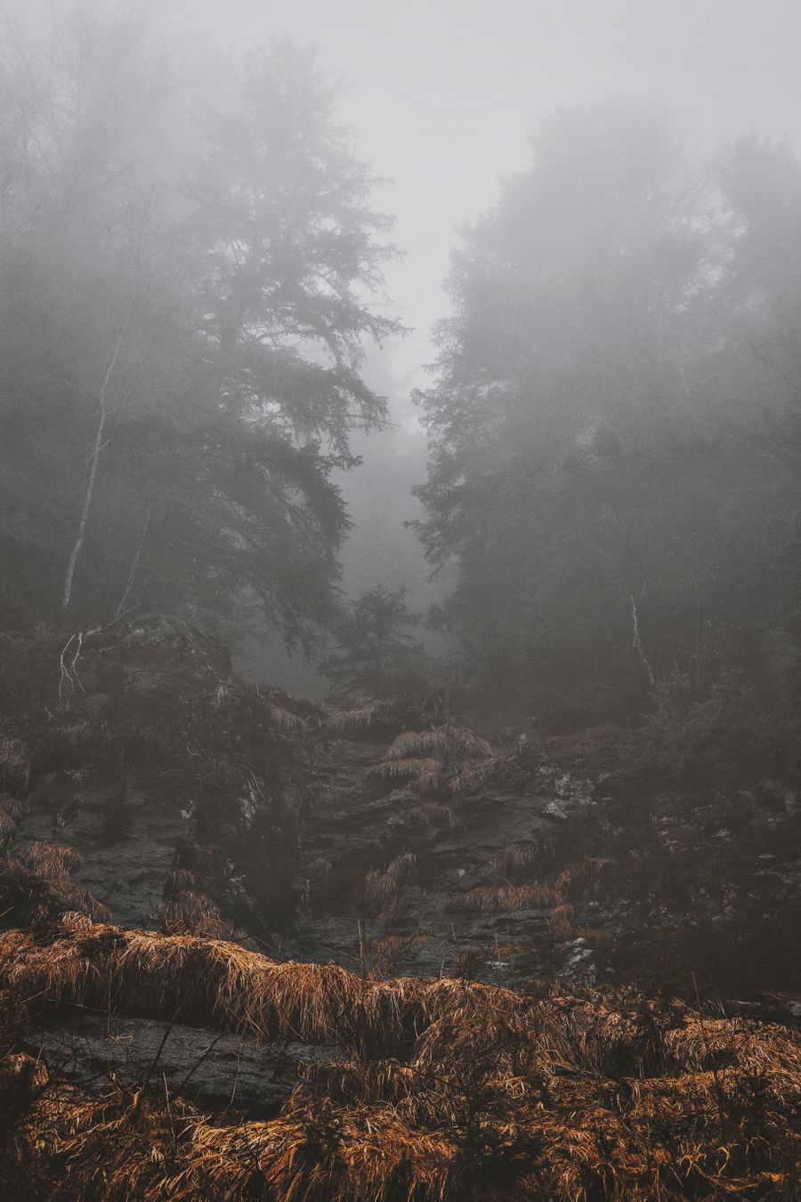Harz