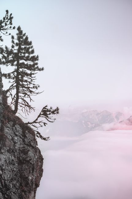 A peaceful mountain scene featuring fog-covered peaks and a lone pine tree on a rocky cliff.