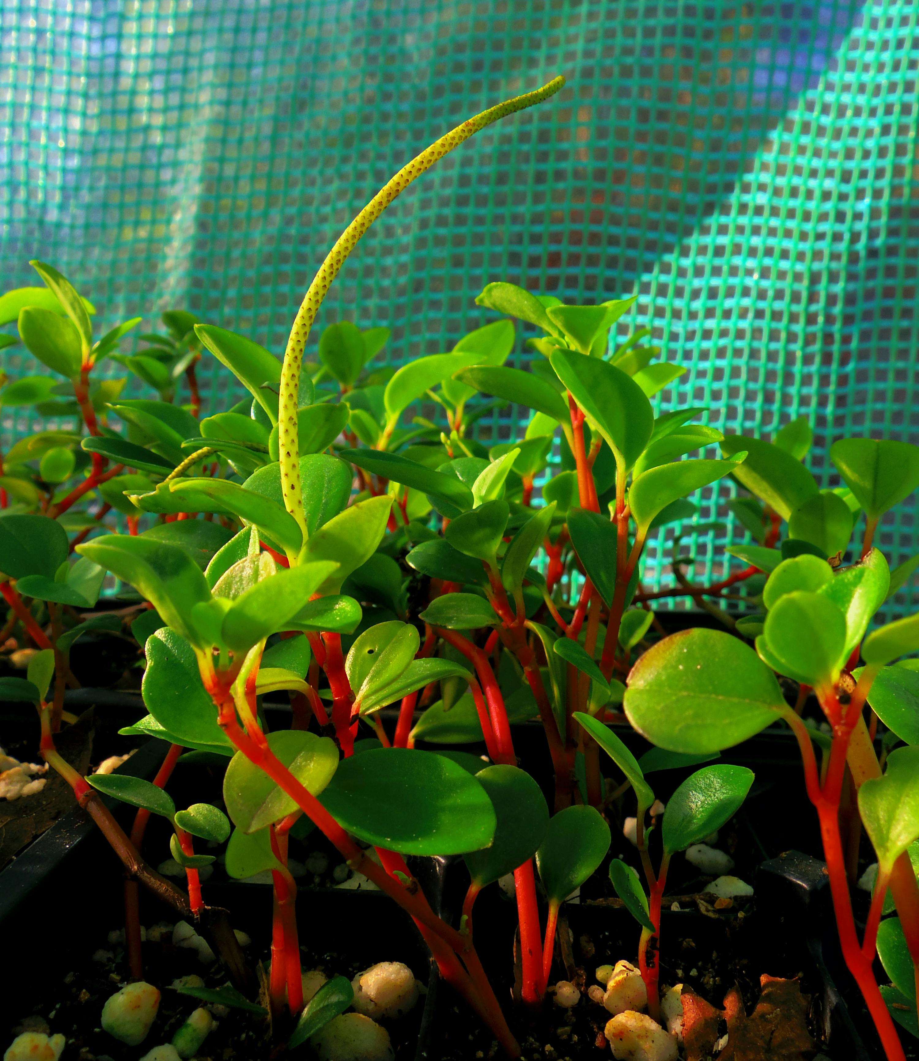 Free stock photo of Chipilin, Crotalaria longirostrata, trifoliate leaves