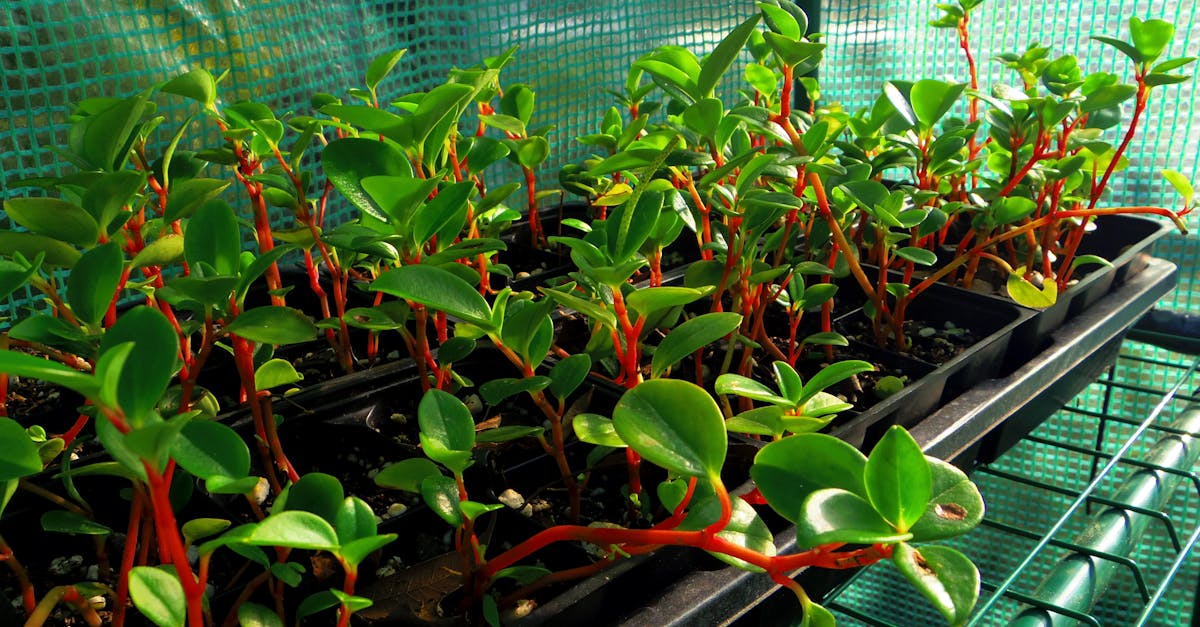Free stock photo of Peperomia glabella propagation, Peperomia propagation, plant propagation