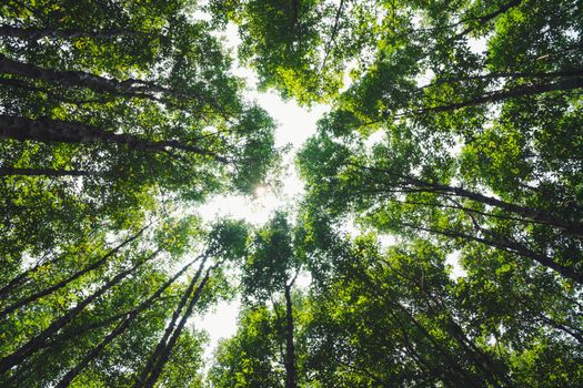 Capture the beauty of a sunlit forest canopy with vibrant green leaves.
