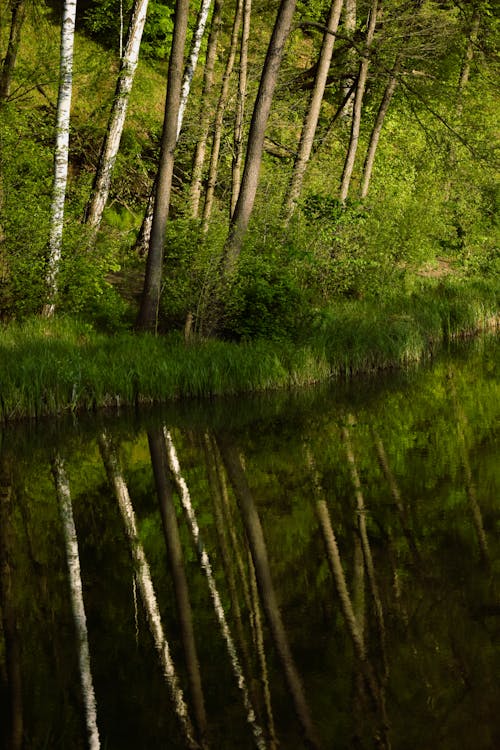 Kostenloses Stock Foto zu fluss, greens, wald