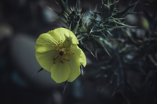 Kostnadsfri bild av analog fotografering, blomfotografi, färger