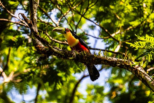 Free Captivating image of a Red-breasted Toucan on a tree branch in Caraguatatuba, Brazil. Stock Photo