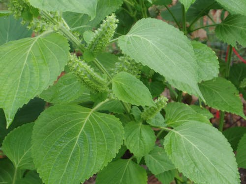 Free stock photo of green shiso, perilla frutescens, plant