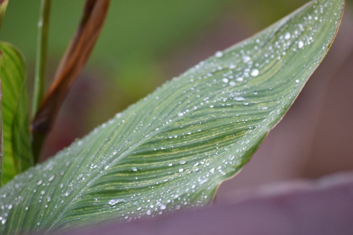 Free stock photo of rain drops on a leaf