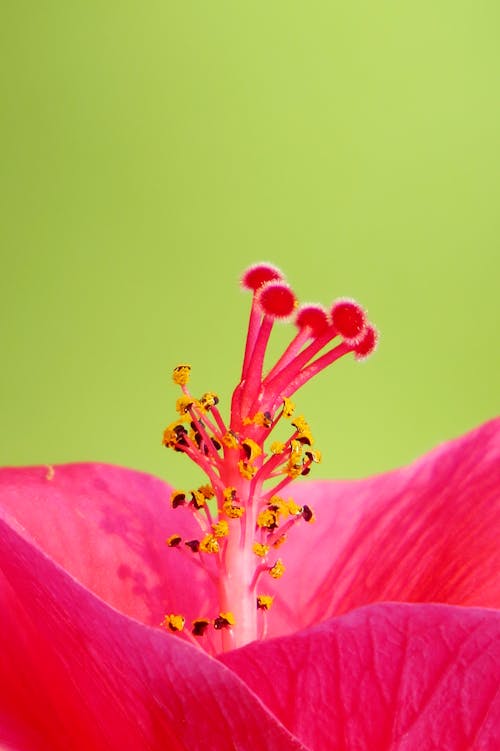 粉色芙蓉花的照片