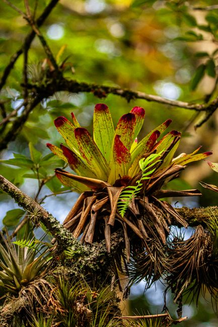Fotomural Vibrante planta de bromelia prosperando en el exuberante bosque tropical de Caraguatatuba.