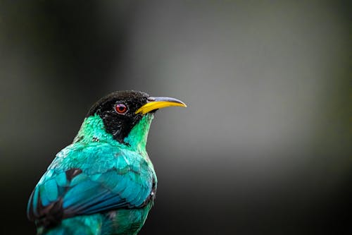 Immagine gratuita di animale, becco, birdwatching