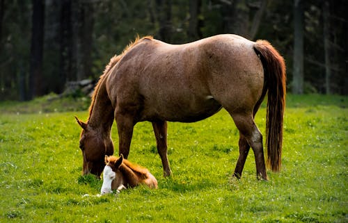 Free stock photo of foal, horse, mare with foal