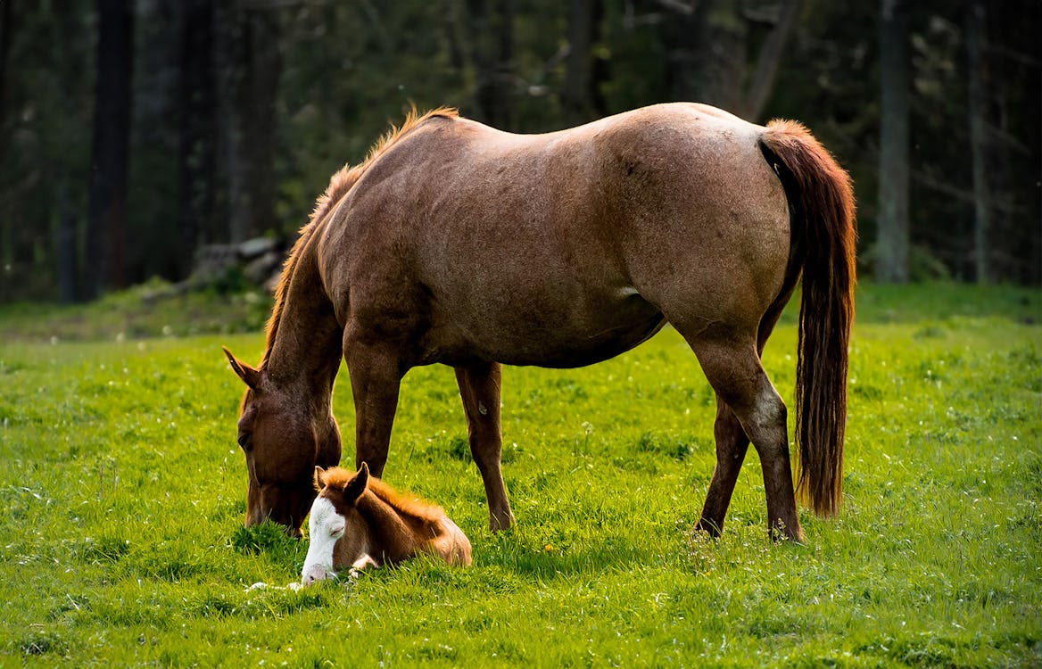 母马与小马驹, 馬, 駒 的 免费素材图片
