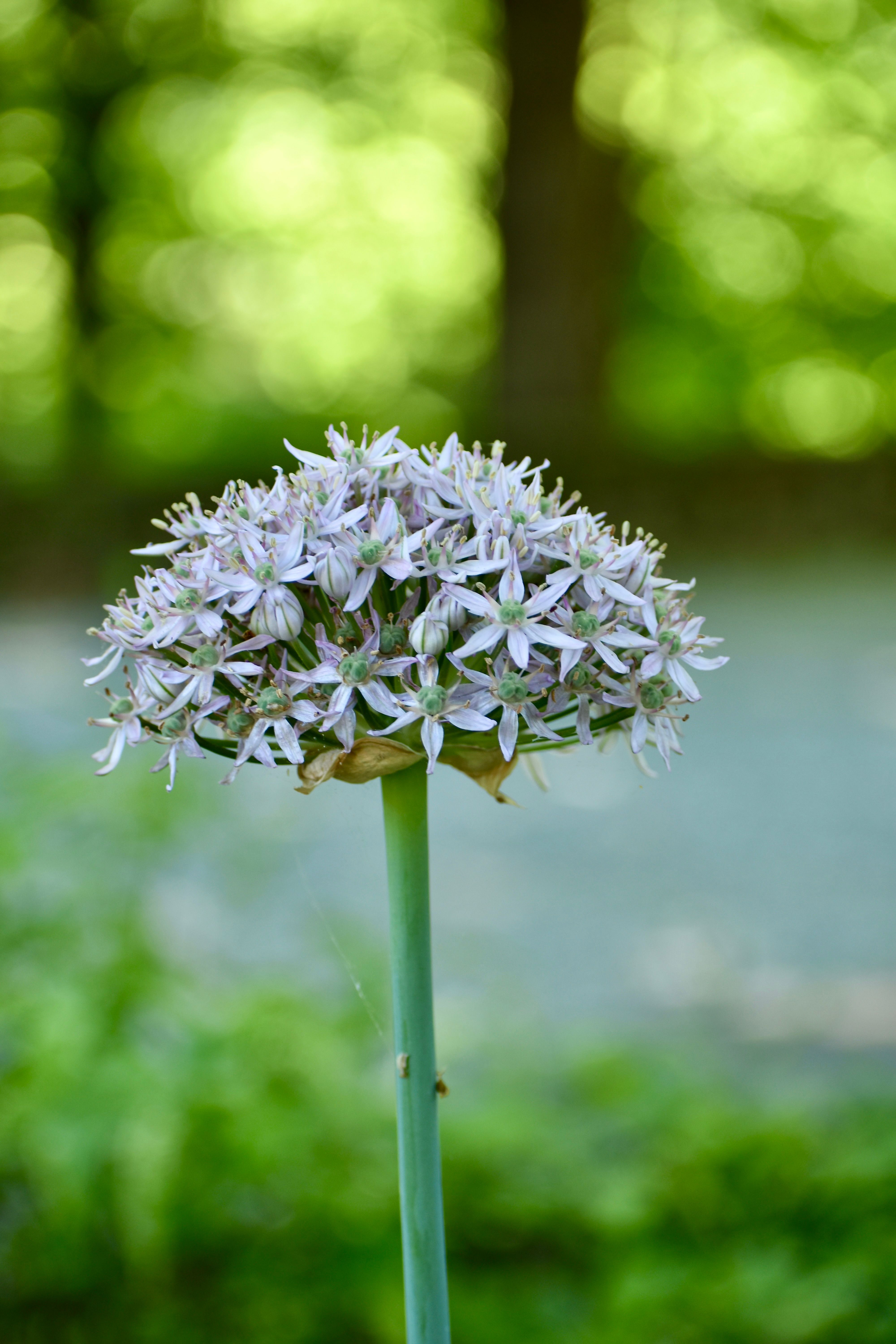 Bright close-up of a blooming garlic flower, capturing its delicate petals in a natural setting.