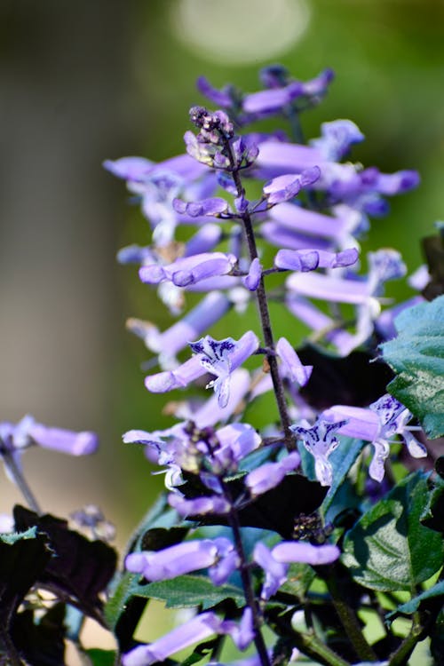 Fotobanka s bezplatnými fotkami na tému botanická krása, botanický pohľad zblízka, detailná fialová flóra
