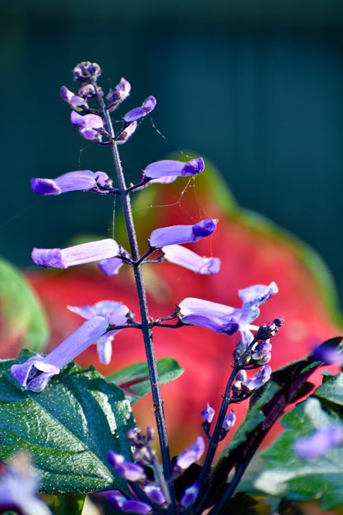 Fotobanka s bezplatnými fotkami na tému botanická krása, botanický pohľad zblízka, detailná fialová flóra