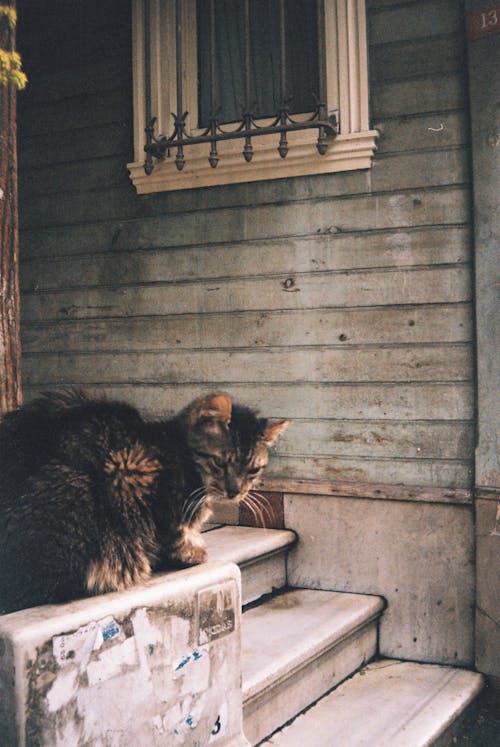 A cat sitting on a step outside of a house