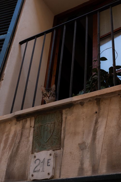 Free stock photo of cat Stock Photo