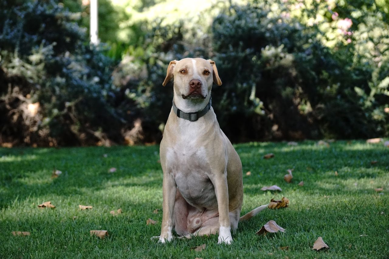 a labrador retriever sitting on green grass in a sunny park capturing