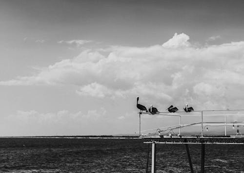 Gaviotas descansando