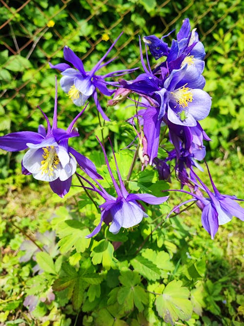 フラワーズ, 庭の花, 紫色の花の無料の写真素材