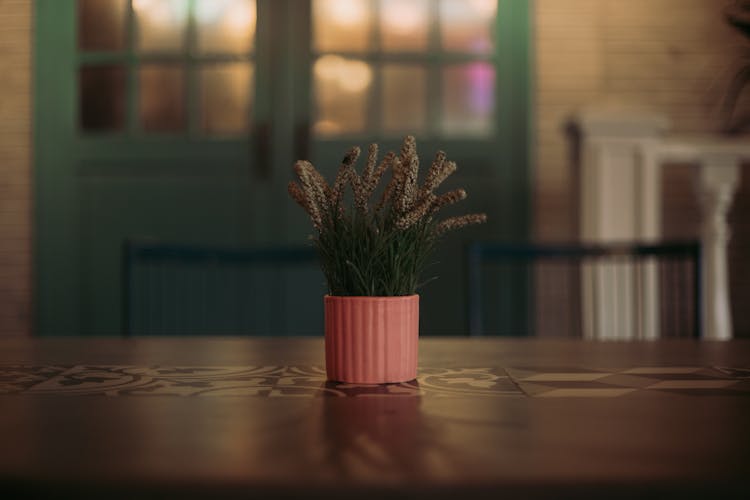Potted Plant On Table
