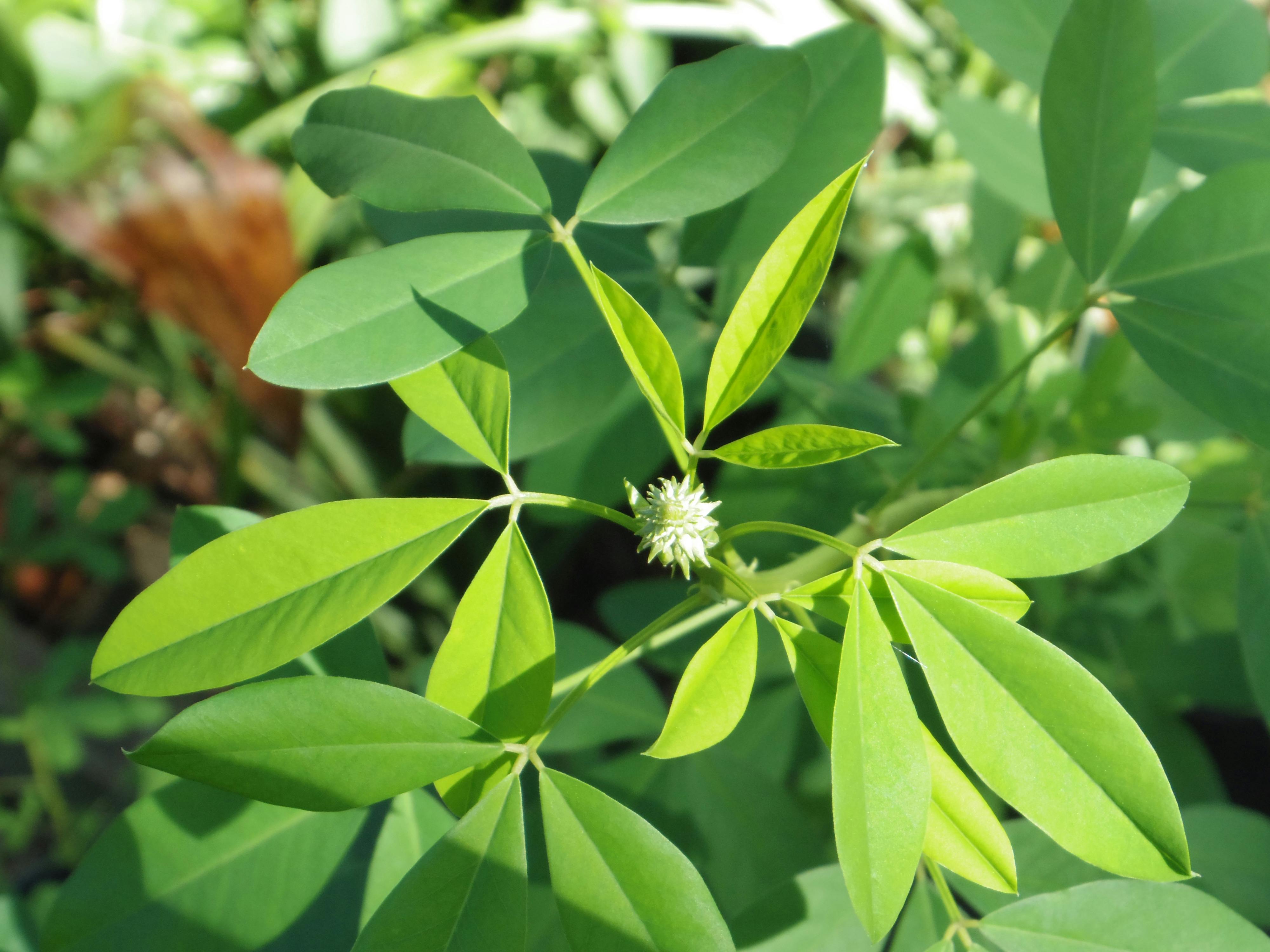 Free stock photo of Chipilin, Crotalaria longirostrata, trifoliate leaves