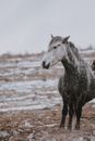 White and Black Horse at the Field