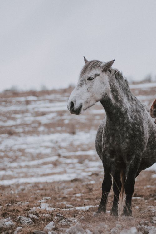 Free A gray horse stands in a snowy rural field, embodying serene countryside beauty. Stock Photo