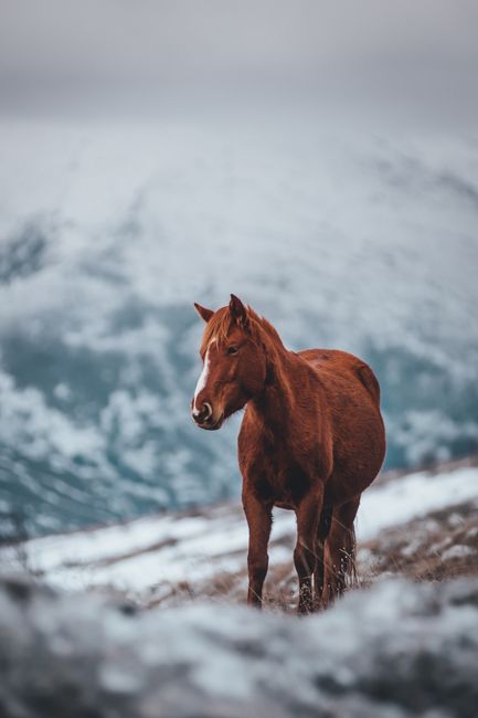 A brown horse standing gracefully in a snowy winter field with a blurred mountainous background.