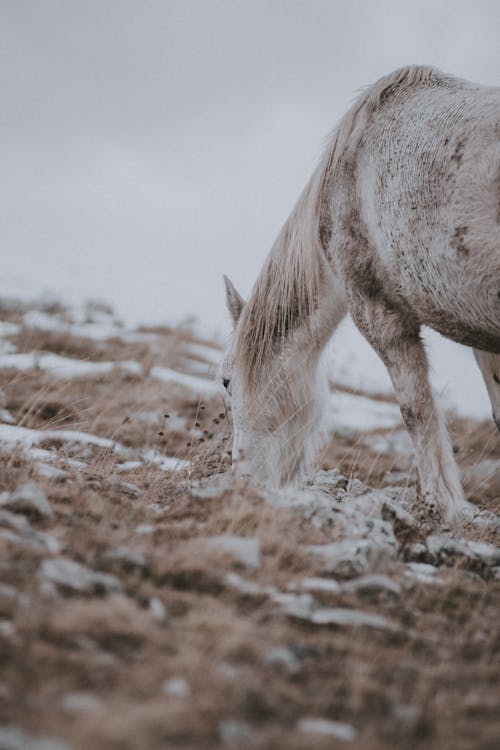 Белая лошадь на бурой почве
