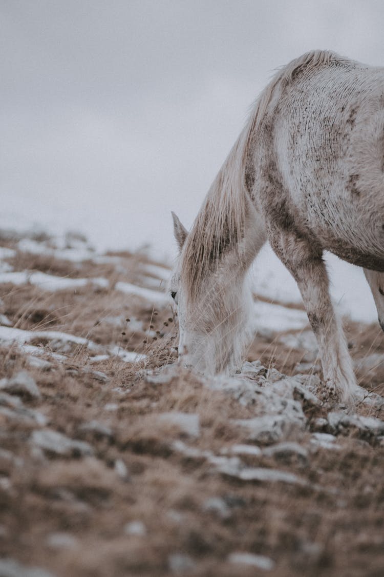 White Horse On Brown Soil