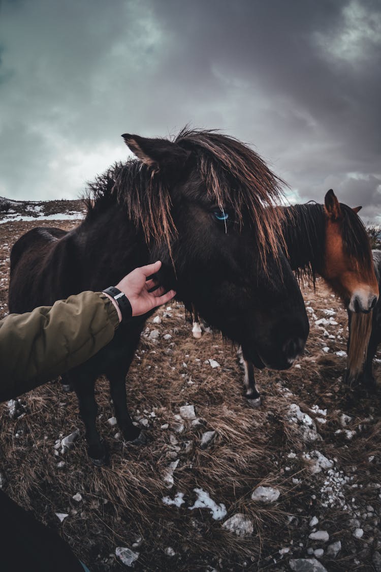 Two Black And Brown Horses In Field